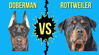 Doberman vs Rottweiler ( Powerful German Guard Dogs Comparison )