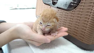 I Rescued Tiny Kitten That Was Abandoned By Mother Cat