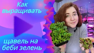 Как прорастить щавель на #бебизелень технология выращивания щавеля Кровавая Мэри. Как продавать.