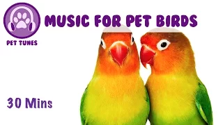 Music for Pet Birds! Lovebird Music, Calm Down Your Pet Birds, Stop Birds Squawking, Cure Anxiety