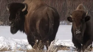 Wolf Pack Hunts Buffalo Herd | BBC Earth