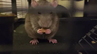 My girl Navi having a snack.