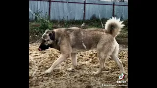 📌Gampr Titan 🔝🐺💥Ханна,Хаммер и Терра🐾