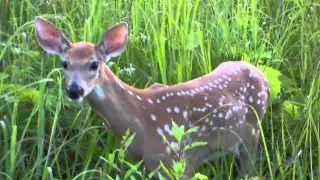 Baby Deer Crying for it's Mom -  Walking up to me 7/15/15