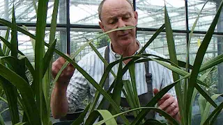 Re-potting Cymbidiums and Phalaenopsis orchids with Jim Durrant at McBean's