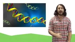 Nucleic Acids: DNA and RNA
