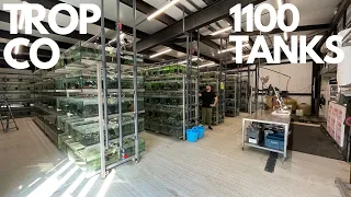 1100 TANKS IN ONE ROOM AT TROP CO KENT (MUST SEE)