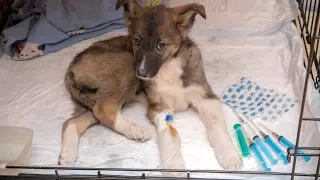 Щенок болен и у него нет дома Спасите эту крохотную жизнь puppy asks for help