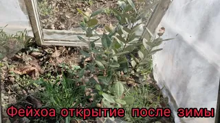 Фейхоа в открытом грунте юга  Украины . Открытие после зимы.
