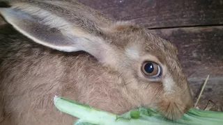Живут ли зайцы в неволе?