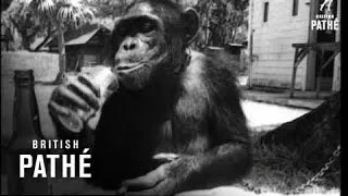 Chimps Become Civilised (1948)