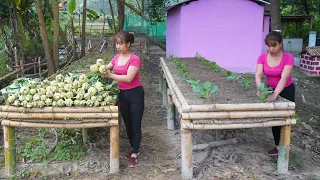 Harvesting Self-grown Kohlrabi Go to market sell - Replant kohlrabi || Chúc Thị Mán