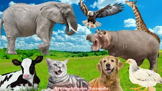 Happy Animal Moment, Familiar Animals Sounds: Eagle, Cow, Dog, Cat, Elephant - Animal Paradise