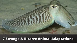 7 STRANGE & BIZARRE Animal Adaptations!