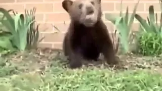 Медведь чихает прикол, ржака, 100500, страх, жесть, вдв, драка, фильм, секс, подборка, секс, украина