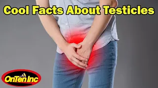 Facts About Testicles that You Should Know