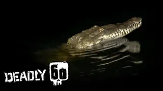 Fishing For Crocodiles In A Huge Storm! | Deadly 60 | BBC Earth Kids