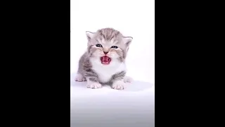 cat sound effect || cat voice ,cat video