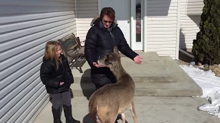 Friendly deer comes back