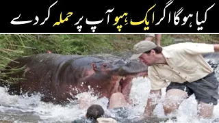 What if you were eaten by a hippo?