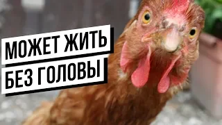 Реальные ЖИВОТНЫЕ ЗОМБИ(Часть 2)!