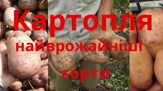 Нові врожайні сорти картоплі Картопля Щедрик Картопля Фотинія Картопля Мирослава Княгиня Слов'янка