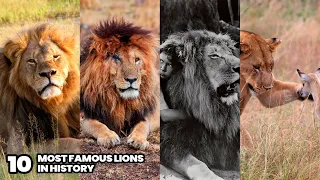 Top 10 Most Famous Lions in History | Most Important Lions in the World