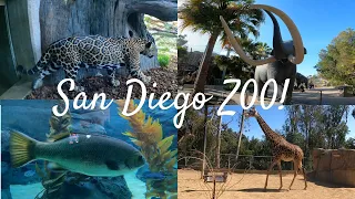 Virtual Tour | BEST San Diego Zoo Tour! 8 hour visit in 15 minutes