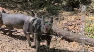 Pig Sprinkler Party! (and the fence is tested again)