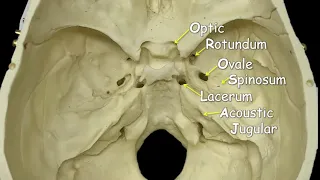 Cranial Foramina | Mnemonic Phrase