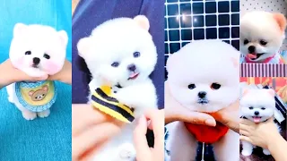 Who is so Cute Cutest Compilation Funny and Cute Pomeranian Videos #2