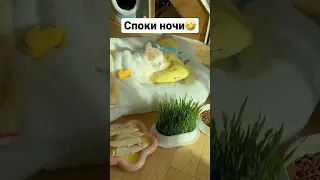 Спокойной ночи! Смешные животные!  Funny animais!