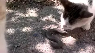 Кот ест живую змею