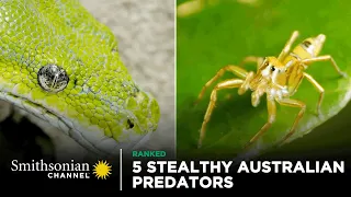 5 Stealthy Australian Predators 🐊 Smithsonian Channel