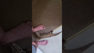 Savannah monitor choose to bite my feet!