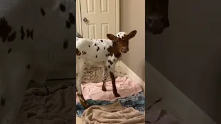 This Cow Is The Definition Of Clingy | The Dodo