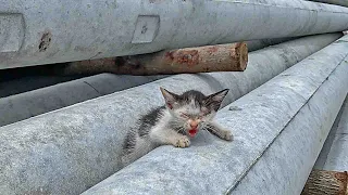 40℃, Abandoned kitten in the material yard, Very hungry and thirsty, crying desperately for help!