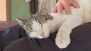 Love Between Kittens And Owner