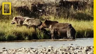 One Tough Mama Bear | America's National Parks