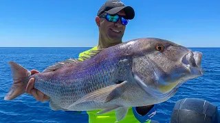 Consigli sulla traina col vivo con piombo guardiano