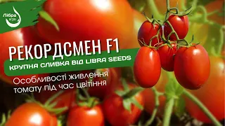 Рекордсмен F1 - крупна сливка від TM Libra Seeds. Особливості живлення томату під час цвітіння