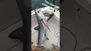 Thresher shark caught while tuna fishing New Jersey #tuna #fishing #ocean