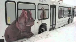 Bus Gets Stuck In Snow - Hippo Doesn't Help...