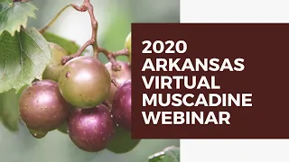 2020 Arkansas Virtual Muscadine Webinar Recording-Sept 17, 2020