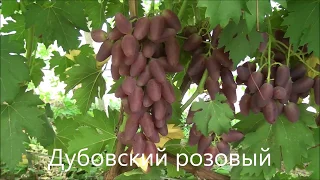 Виноград Садовая земляника Ежевика