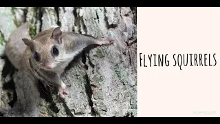 Science Scoop-Flying Squirrels