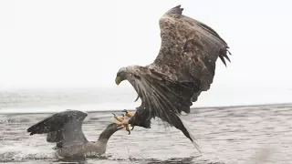 Seeadler schlägt Graugans 1   Eagle hunts Goose 1