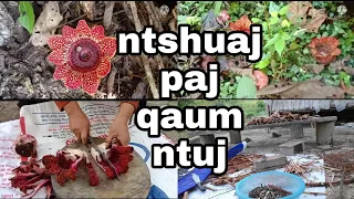 ໄປເອົາຢາພື້ນເມຶອງລາວ. mu muab ntshuaj : paj qaum ntuj sawm roob siab. #27