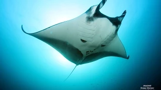 Diving in the Pacific Ocean (Socorro island, Mexico) on board of Valentina