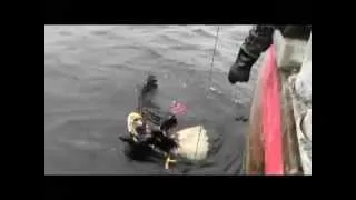 Eagle Rescue and Release by Fisherman